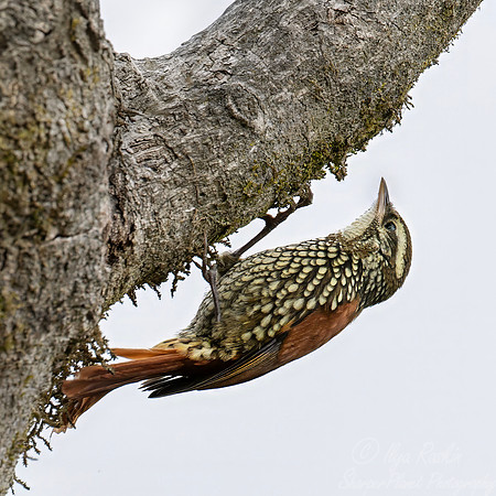 630 Pearled treerunner (Margarornis squamiger) - Colombia cloud forest