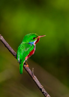 2014 Cuban Birds