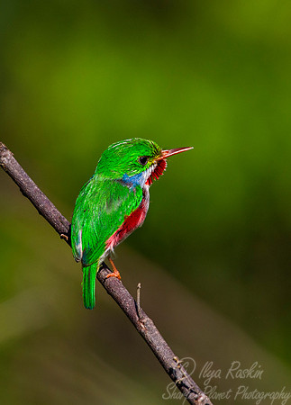 120 Cuban Tody (Todus multicolor) - Cuba