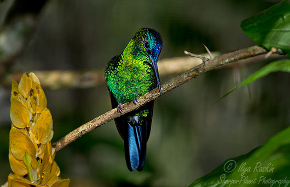 52 Violet-capped Woodnymph (Thalurania glaucopis) - Brazil