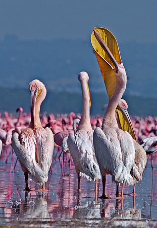 019 Eastern White Pelicans Kenya