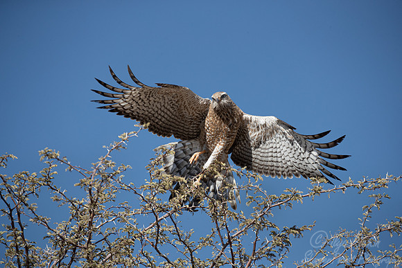 343 Pale chanting goshawk immature (Melierax canorus) - Kagalagadi Transfrontier Park SA