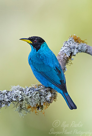 520 Green honeycreeper male (Chlorophanes spiza) - Colombia cloud forest