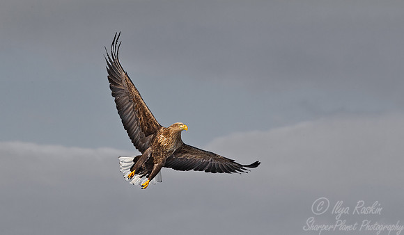128 White-tailed Eagle (Haliaeetus albicilla) - Hokkaido Japan