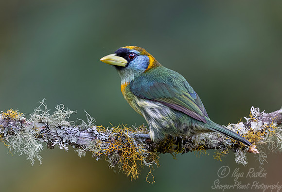 513 Red-headed barbet female (Eubucco bourcierii) - Colombia cloud forest