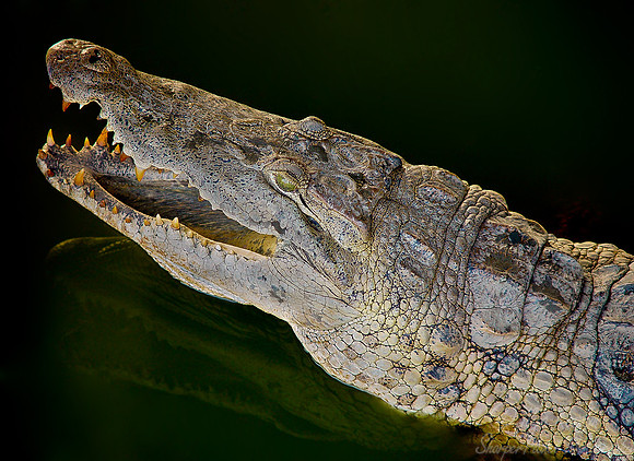 013_Nile Crocodile_Kenya