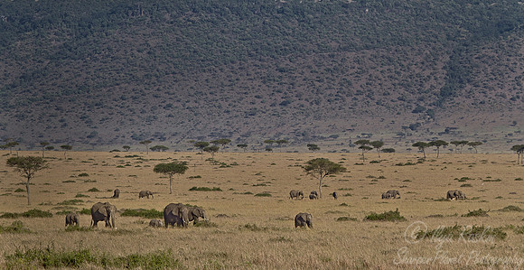 013 African elephants (Loxodonta africana) - Masai Mara Kenya