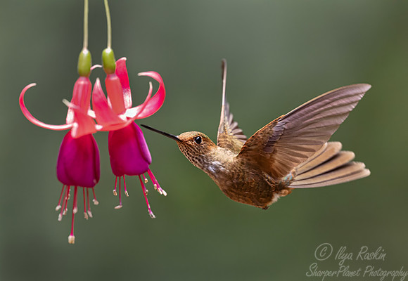 452 Bronzy inca (Coeligena coeligena) - Colombia cloud forest