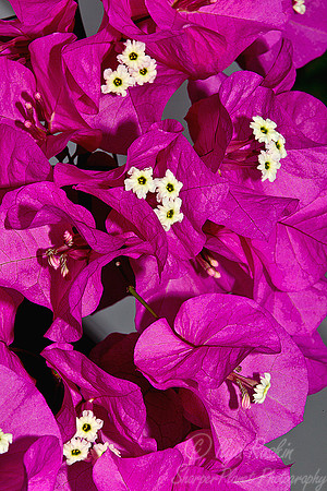 055 Bougainvillea  - NY Botanic Garden