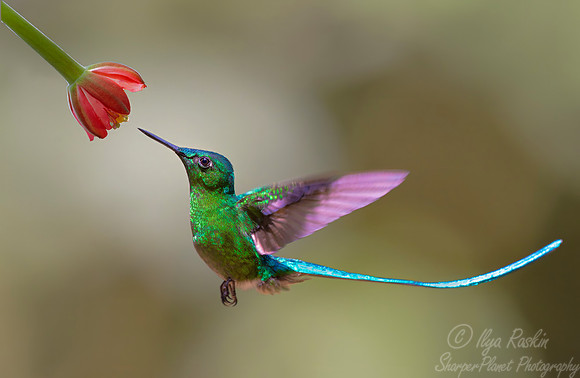 455 Long-tailed sylph male (Aglaiocercus kingii) - Colombia cloud forest