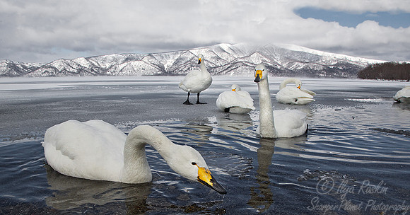 096 Whooper Swans (Cygnus cygnus) - Hokkaido Japan
