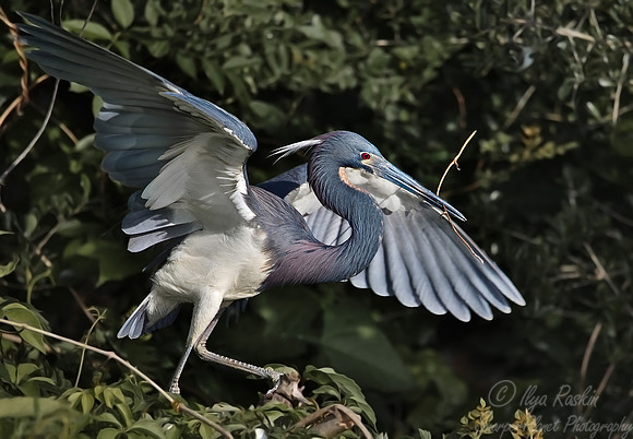 020_Tricolored Heron_FL
