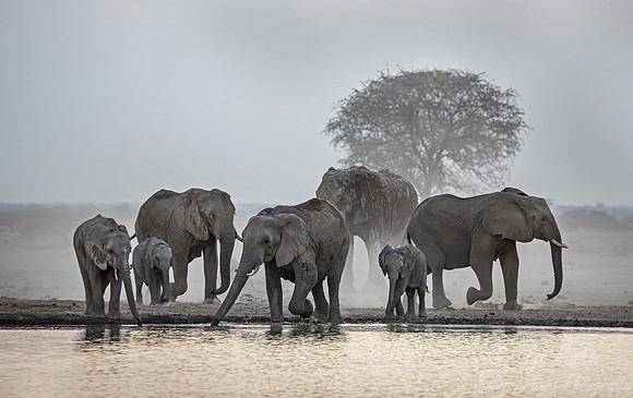 124 African Bush Elephants (Loxodonta africana) - Botswana