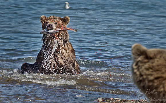 035 Brown Bear (Ursus arctos) - Kamchatka Russia