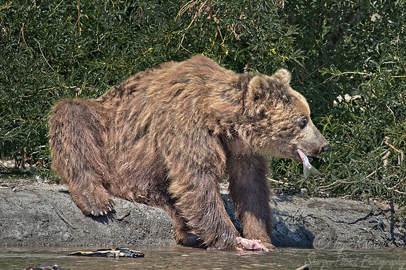 038 Brown Bear (Ursus arctos) - Kamchatka Russia