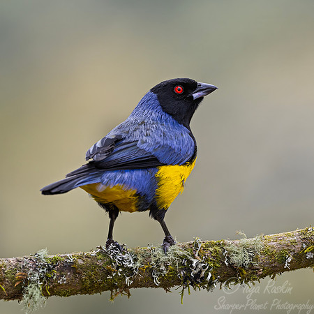 560 Hooded mountain tanager (Buthraupis montana) - Colombia cloud forest