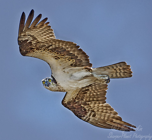 046 Osprey - DE