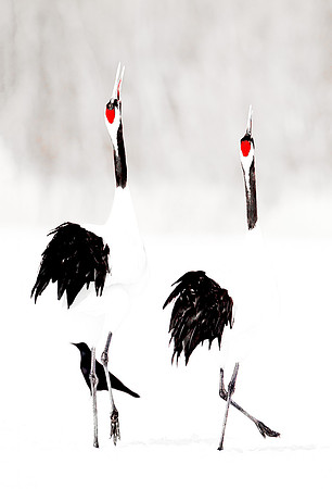 078 Red-crowned Cranes (Grus japonensis) - Hokkaido Japan