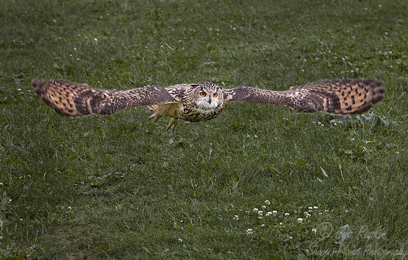 062 Eurasian Eagle-Owl (Bubo bubo) - Kazakhstan