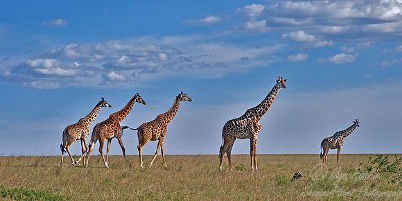 063_Giraffes_Kenya