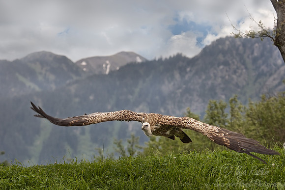 054 Himalayan Griffon (Gyps himalayensis) - Kazakhstan