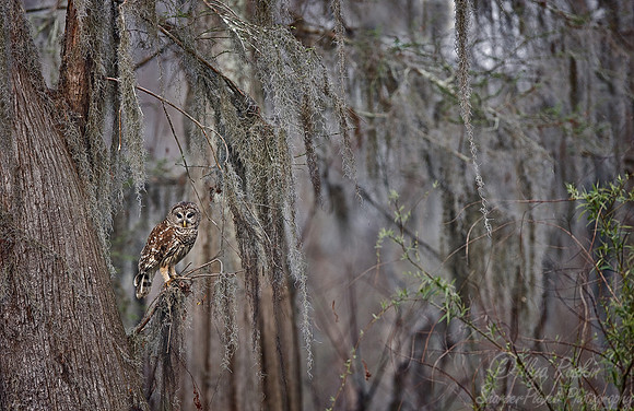 073 Bard Owl - LA