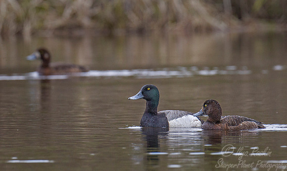 119 Greater Scaup (Aythya marila) - Nome AK,