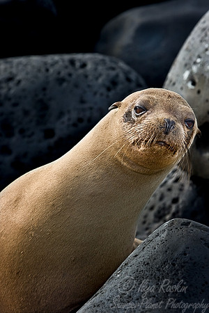 019_Galapagos Sea Lion_Ecuador