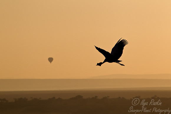 036 Grey Crowned Crane (Balearica regulorum) - Masai Mara Kenya