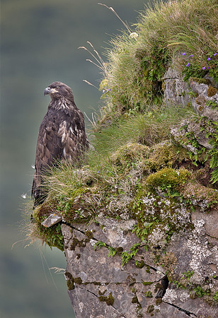 016 Immature Bald Eagles - Katmai AK