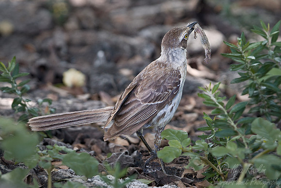 016 Galapagos Mockingbird (Mimus parvulus) Galapagos Ecuador
