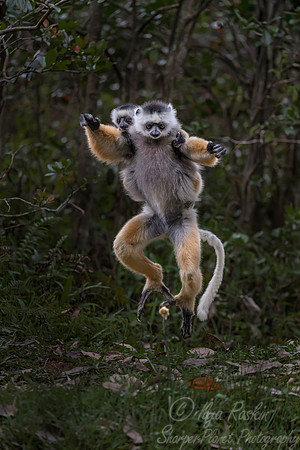 007 Diademed Sifaka (Propithecus diadema) - Madagascar