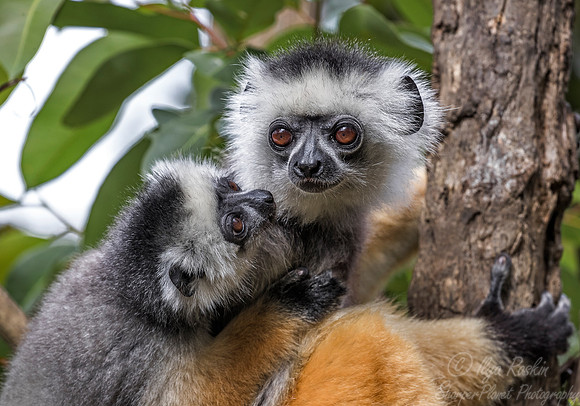 012 Diademed Sifaka (Propithecus diadema) - Madagascar