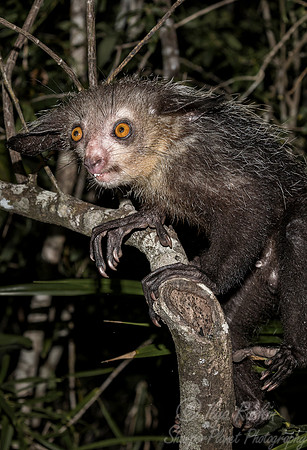 013 Aye-aye (Daubentonia madagascariensis) - Madagascar