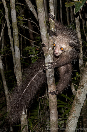 018 Aye-aye (Daubentonia madagascariensis) - Madagascar
