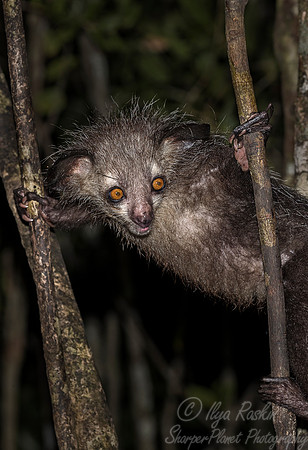 021 Aye-aye (Daubentonia madagascariensis) - Madagascar