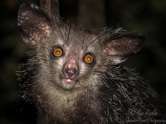 022 Aye-aye (Daubentonia madagascariensis) - Madagascar