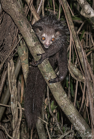 023 Aye-aye (Daubentonia madagascariensis) - Madagascar