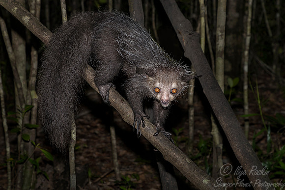 024 Aye-aye (Daubentonia madagascariensis) - Madagascar