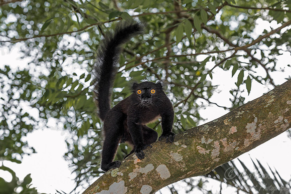 025 Black Lemur male (Eulemur macaco) - Madagascar