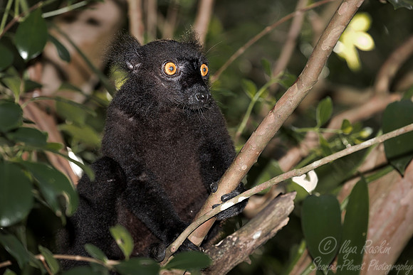 026 Black Lemur male (Eulemur macaco) - Madagascar