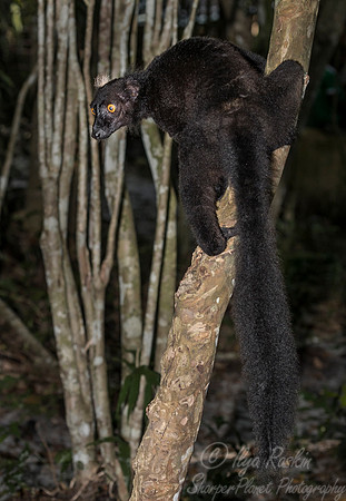 027 Black Lemur male (Eulemur macaco) - Madagascar