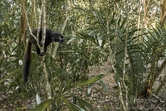 028 Black Lemur male (Eulemur macaco) - Madagascar