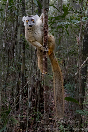 029 Black Lemur female (Eulemur macaco) - Madagascar