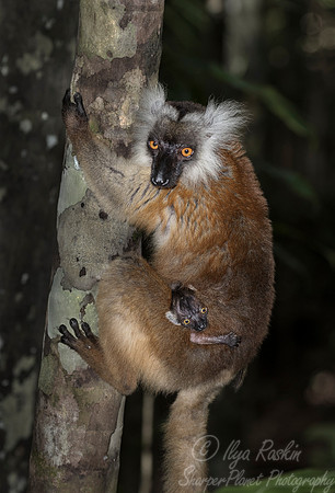 030 Black Lemur (Eulemur macaco) - Madagascar