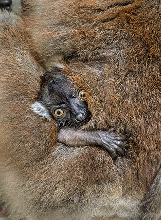 031 Black Lemur young (Eulemur macaco) - Madagascar