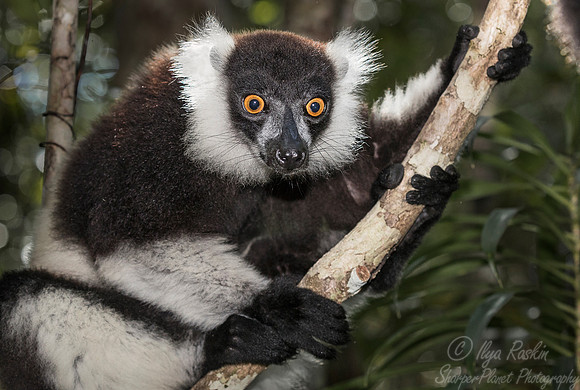 032 Black-and-white Ruffed Lemur (Varecia variegata) -Madagascar