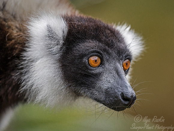 033 Black-and-white Ruffed Lemur (Varecia variegata) -Madagascar