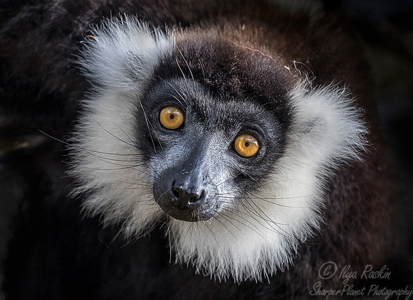 034 Black-and-white Ruffed Lemur (Varecia variegata) -Madagascar