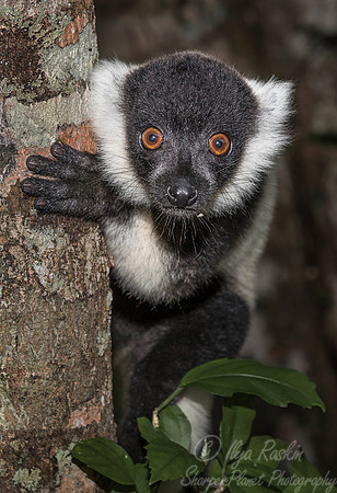 035 Black-and-white Ruffed Lemur (Varecia variegata) -Madagascar